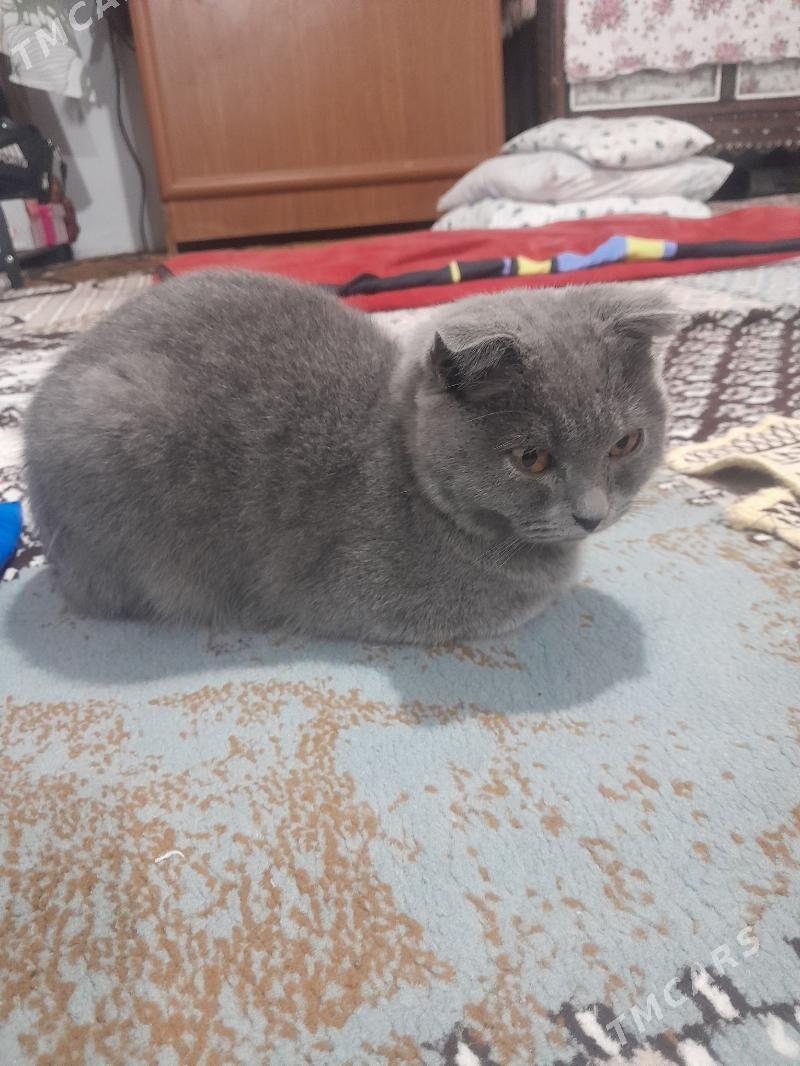 шотландыскы пишик - Parahat 2 - img 3