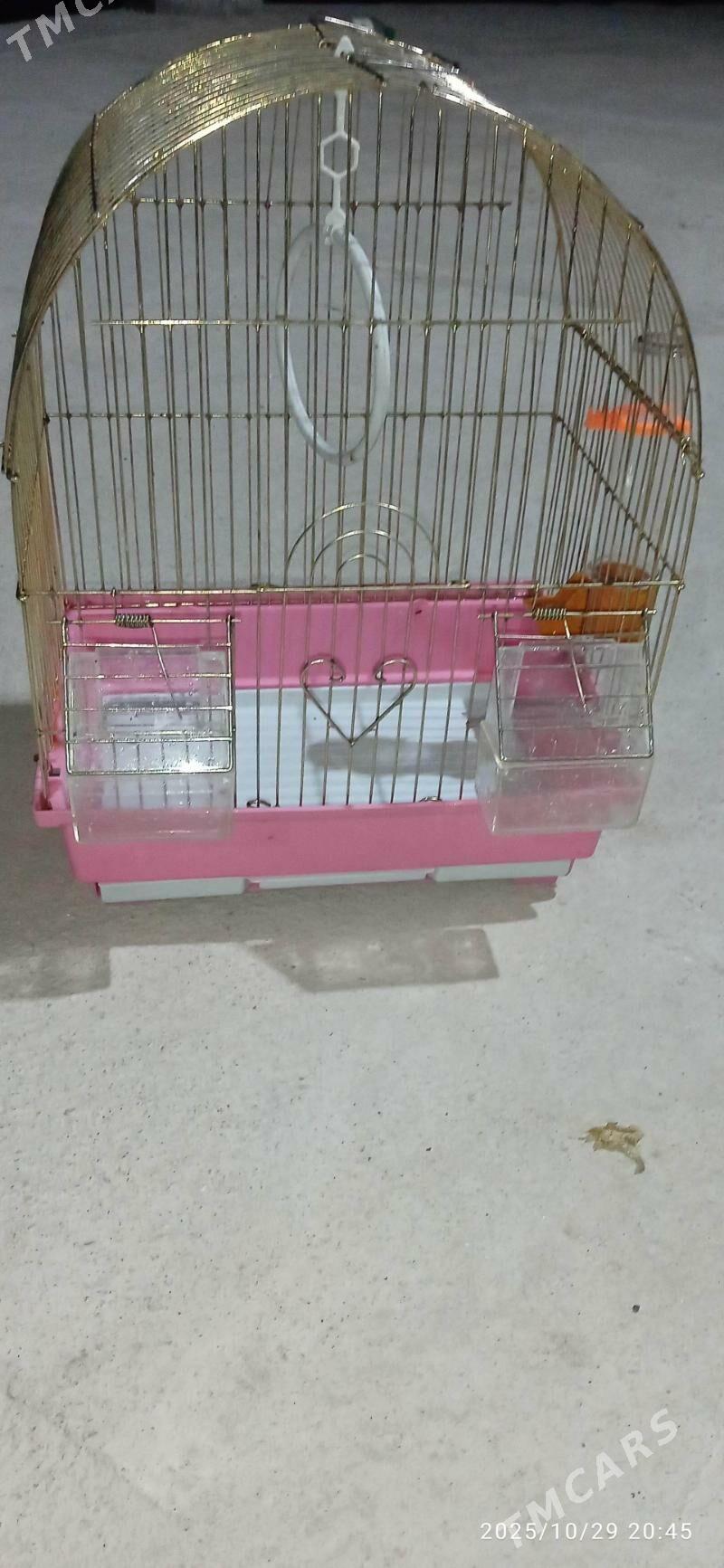 papugay ketek - Балканабат - img 2