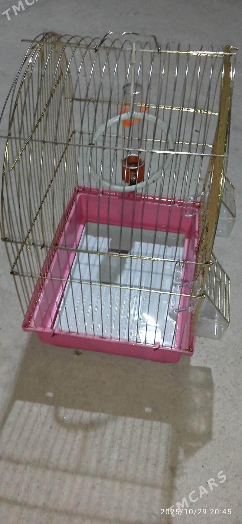 papugay ketek - Балканабат - img 3