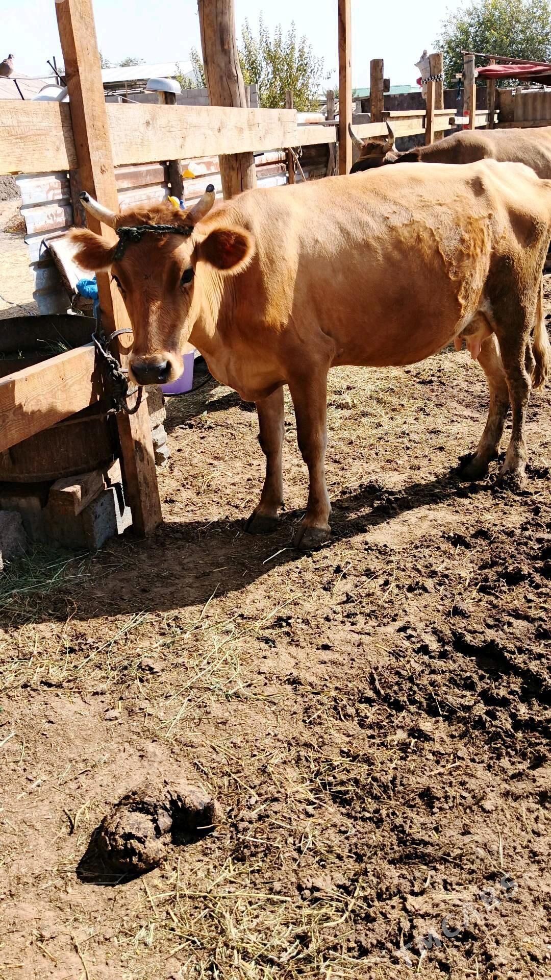 sygyr - Gökdepe - img 4