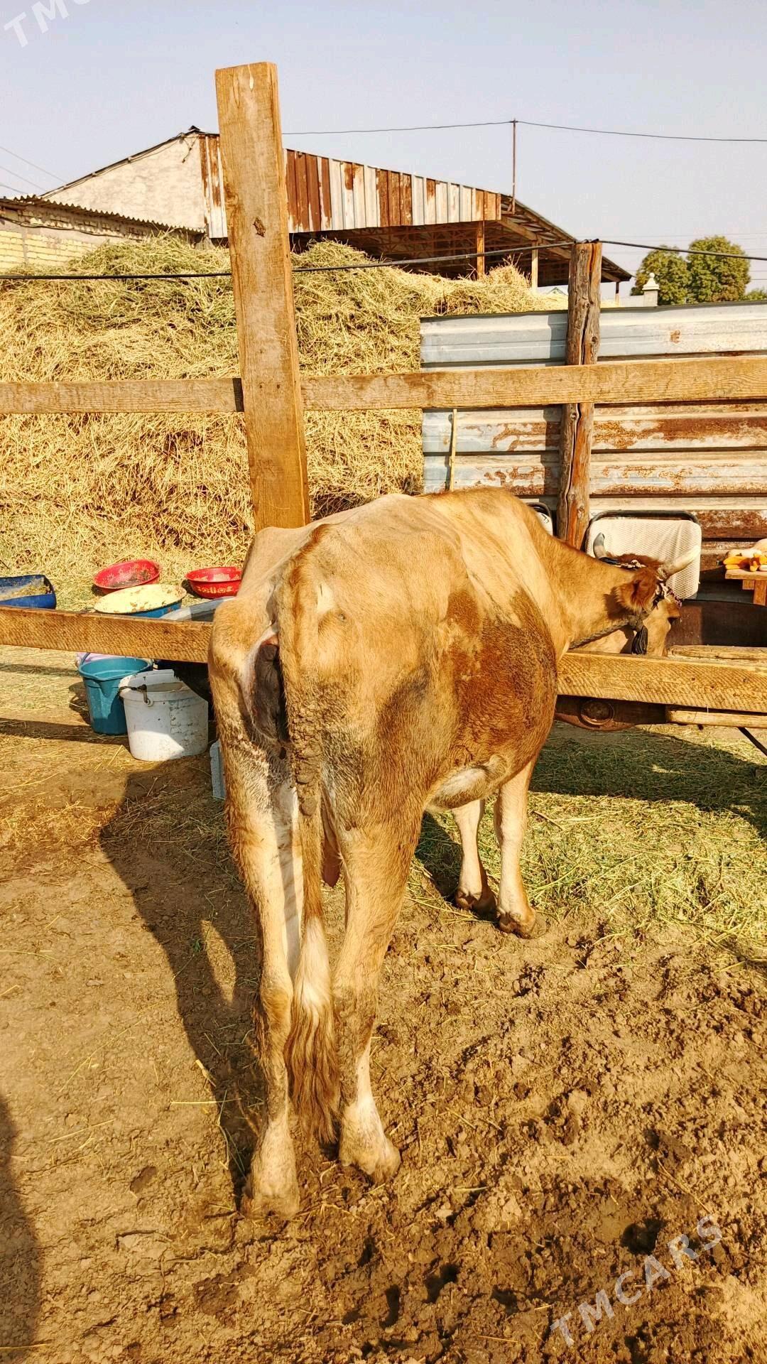 sygyr - Gökdepe - img 1