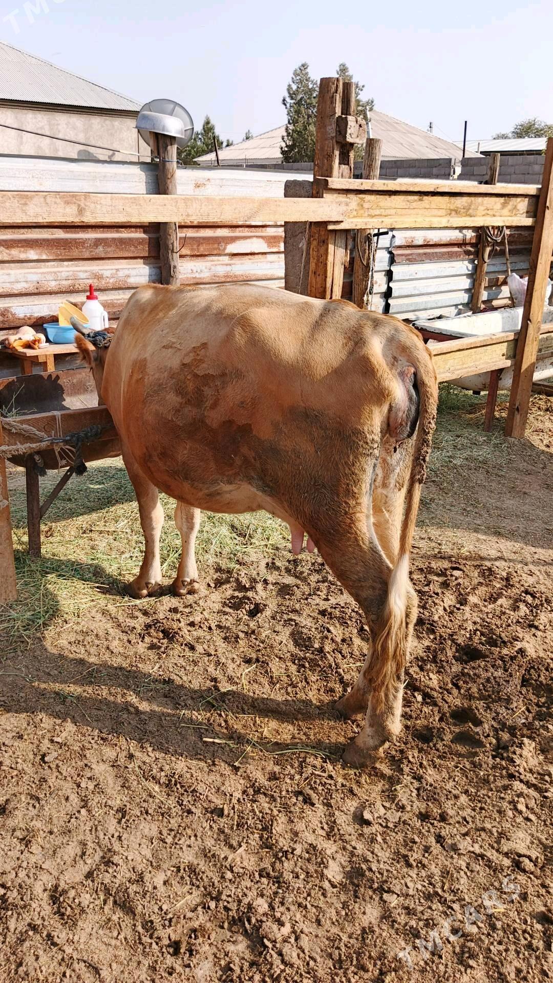 sygyr - Gökdepe - img 2