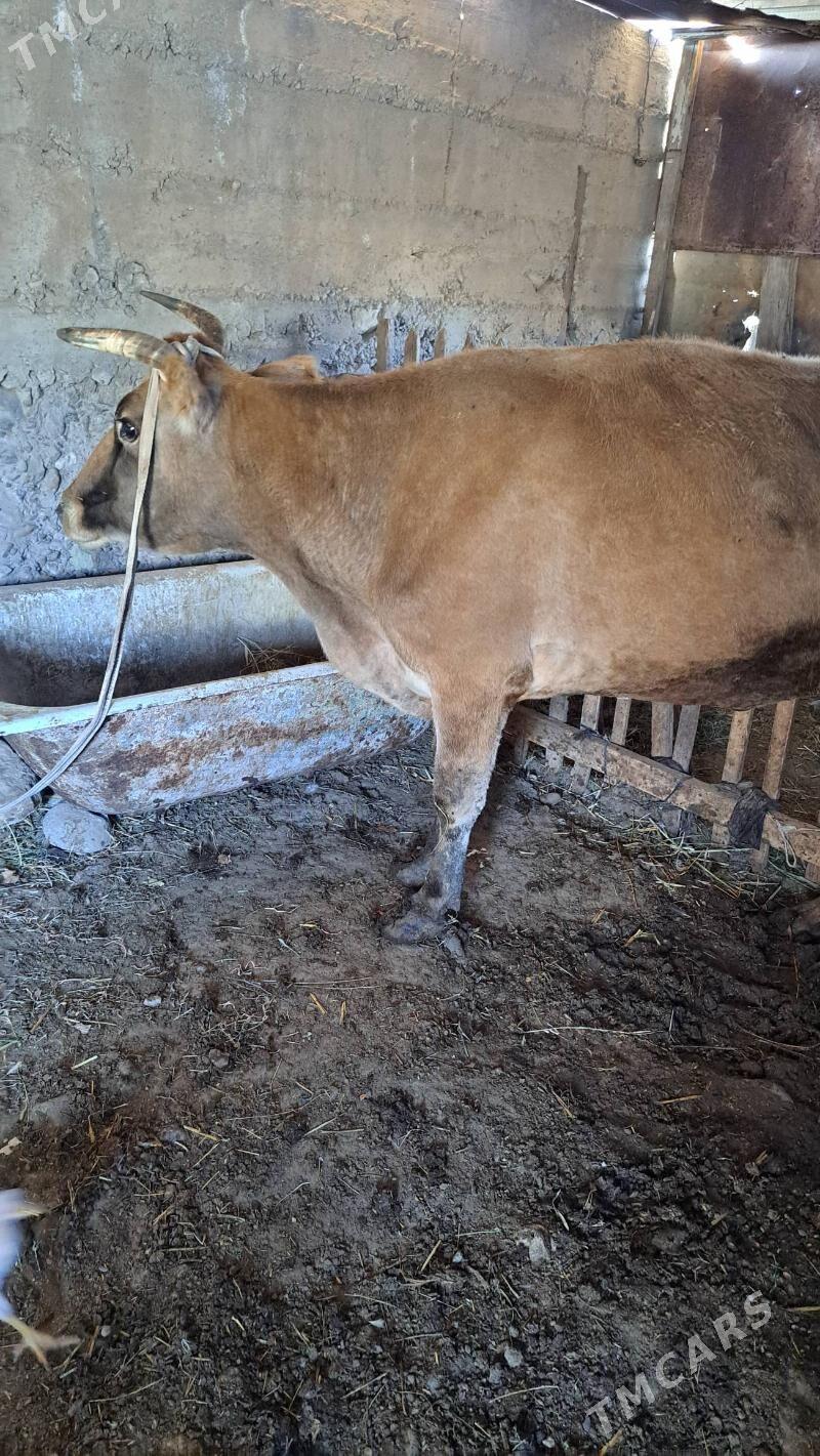 göleli sygyr - Gyzylarbat - img 3