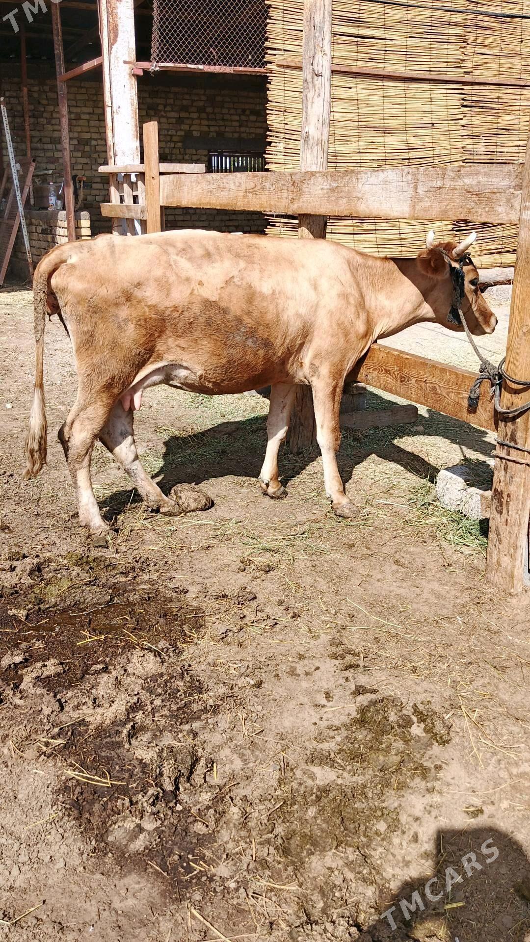 sygyr - Gökdepe - img 3