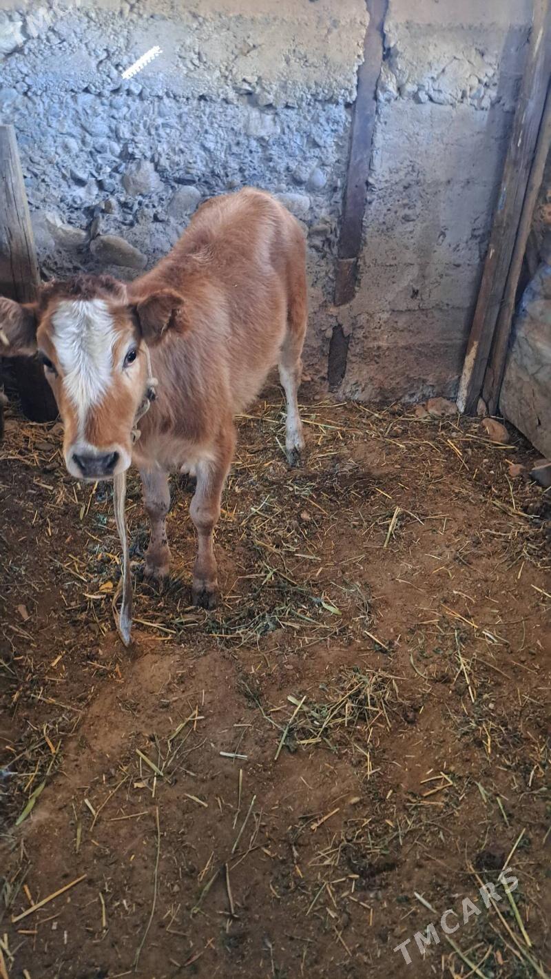 göleli sygyr - Gyzylarbat - img 1