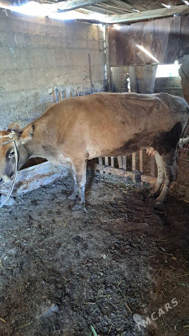 göleli sygyr - Gyzylarbat - img 2