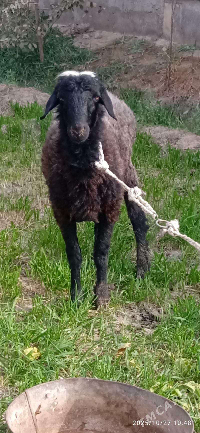 goçgar - Чарджоу - img 1