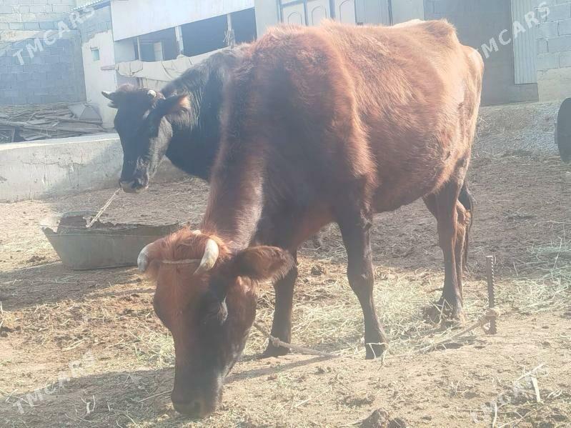 Tuwe 3sany - Gökdepe - img 4