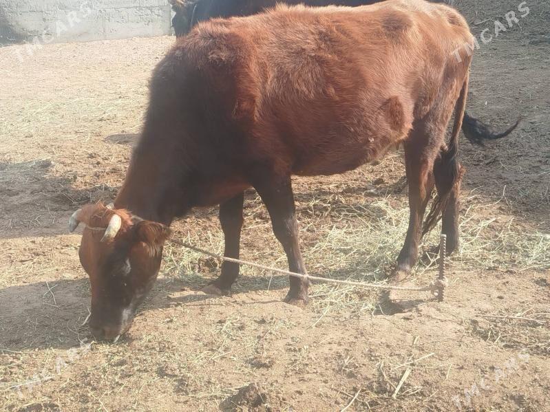 Tuwe 3sany - Gökdepe - img 5