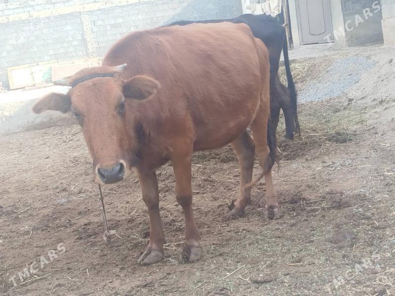 Tuwe 3sany - Gökdepe - img 6