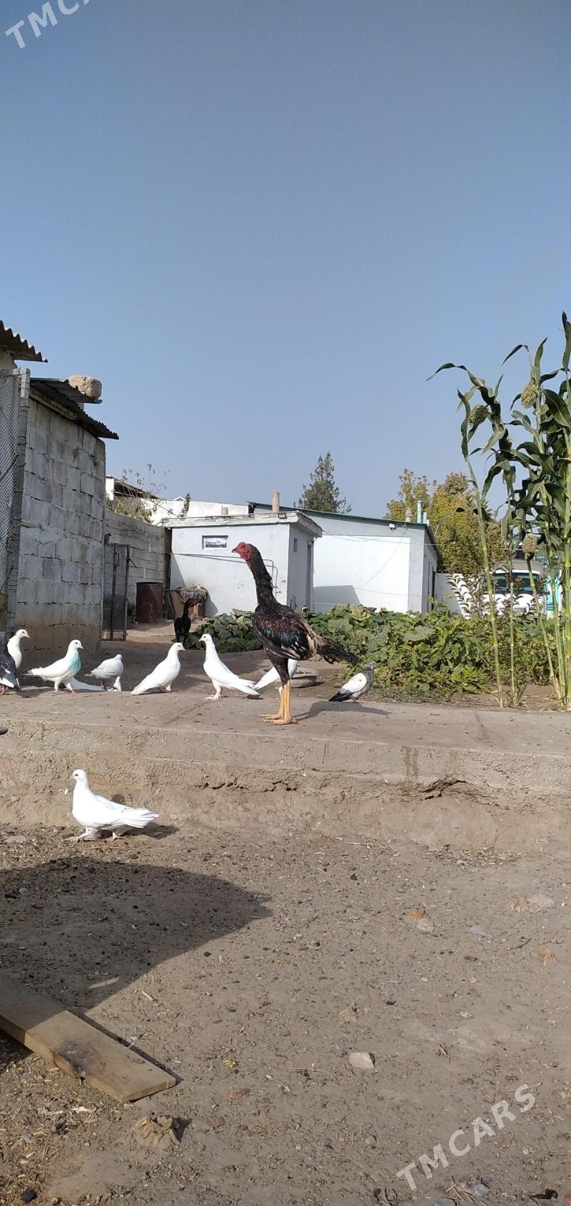 horaz taśkent - Aşgabat - img 1