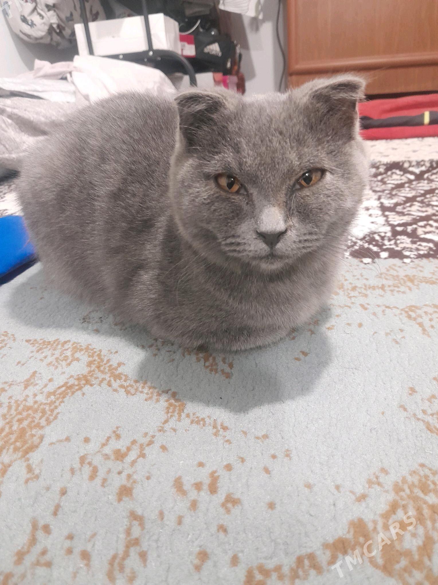 шотландыскы пишик - Parahat 2 - img 5