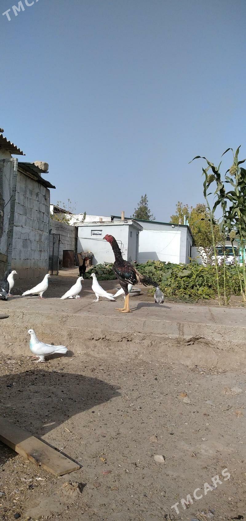 horaz taśkent - Aşgabat - img 2