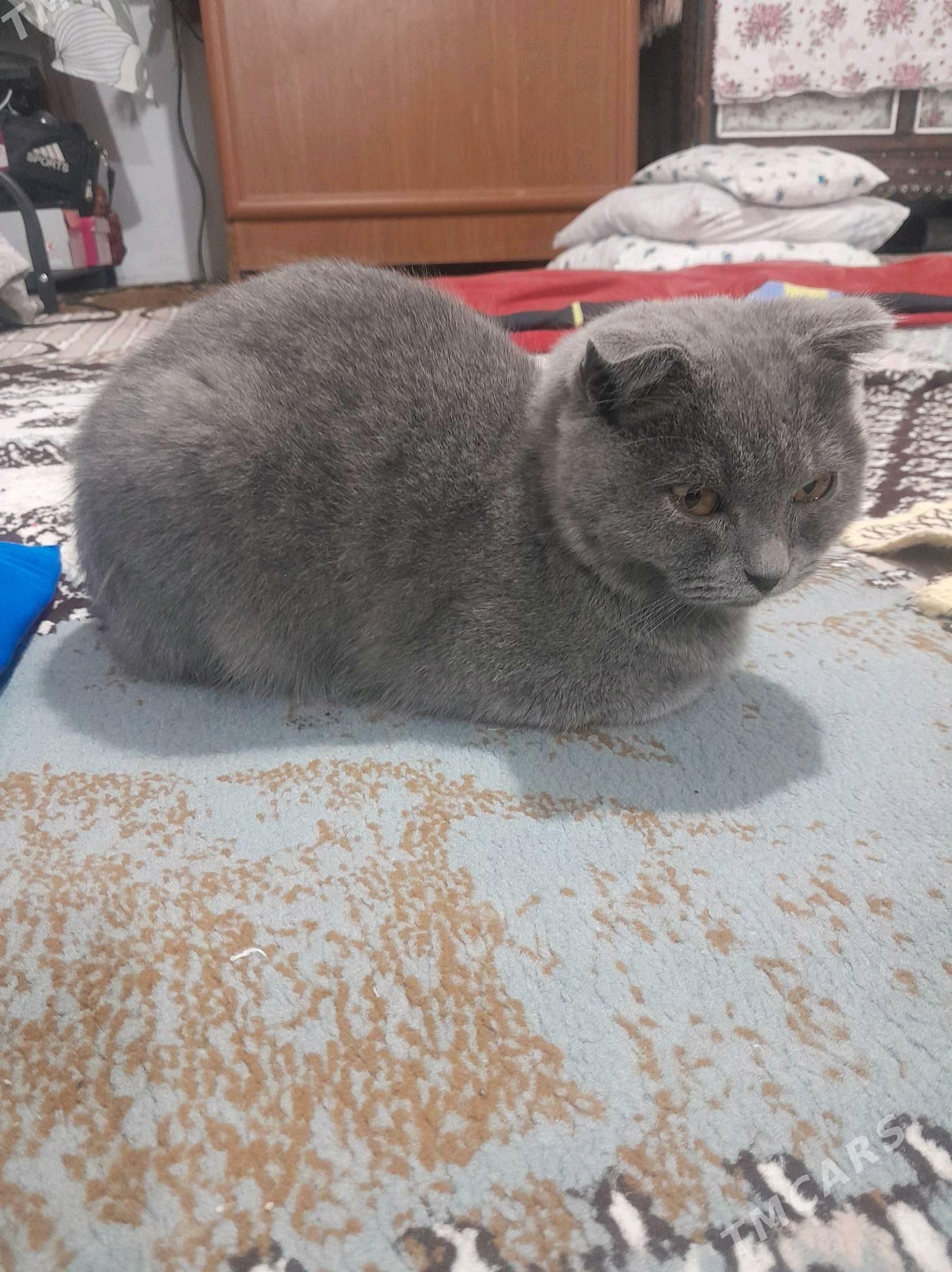 шотландыскы пишик - Parahat 2 - img 7