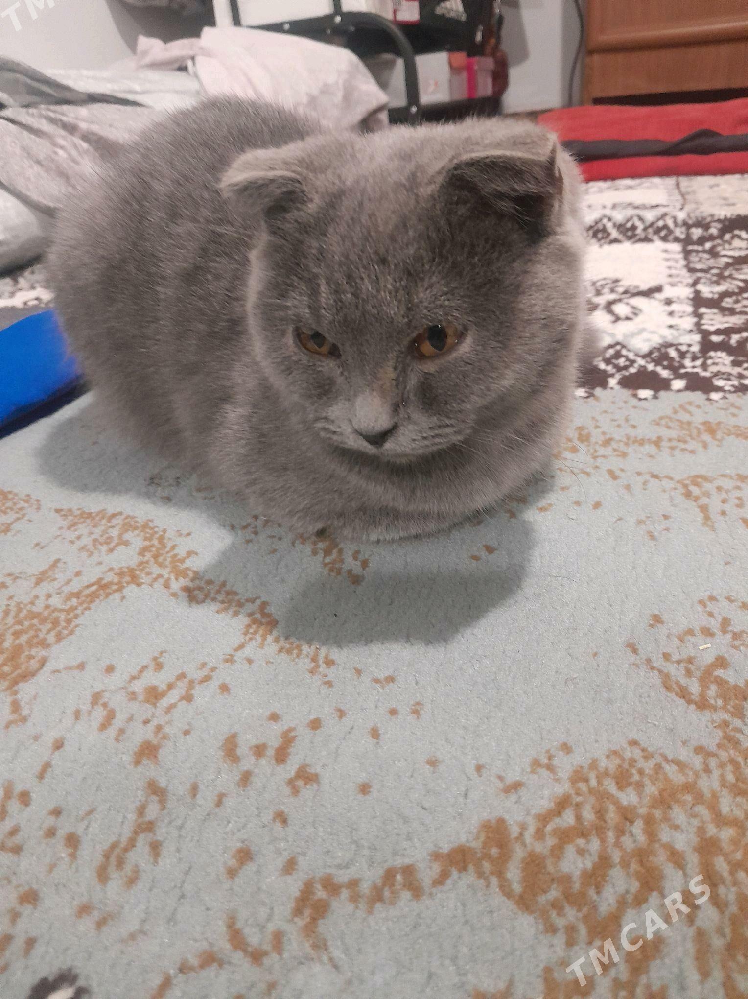 шотландыскы пишик - Parahat 2 - img 6