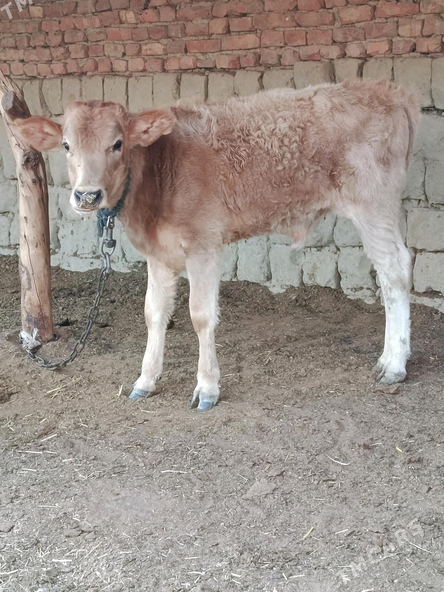 tohum öküz - Bäherden - img 1