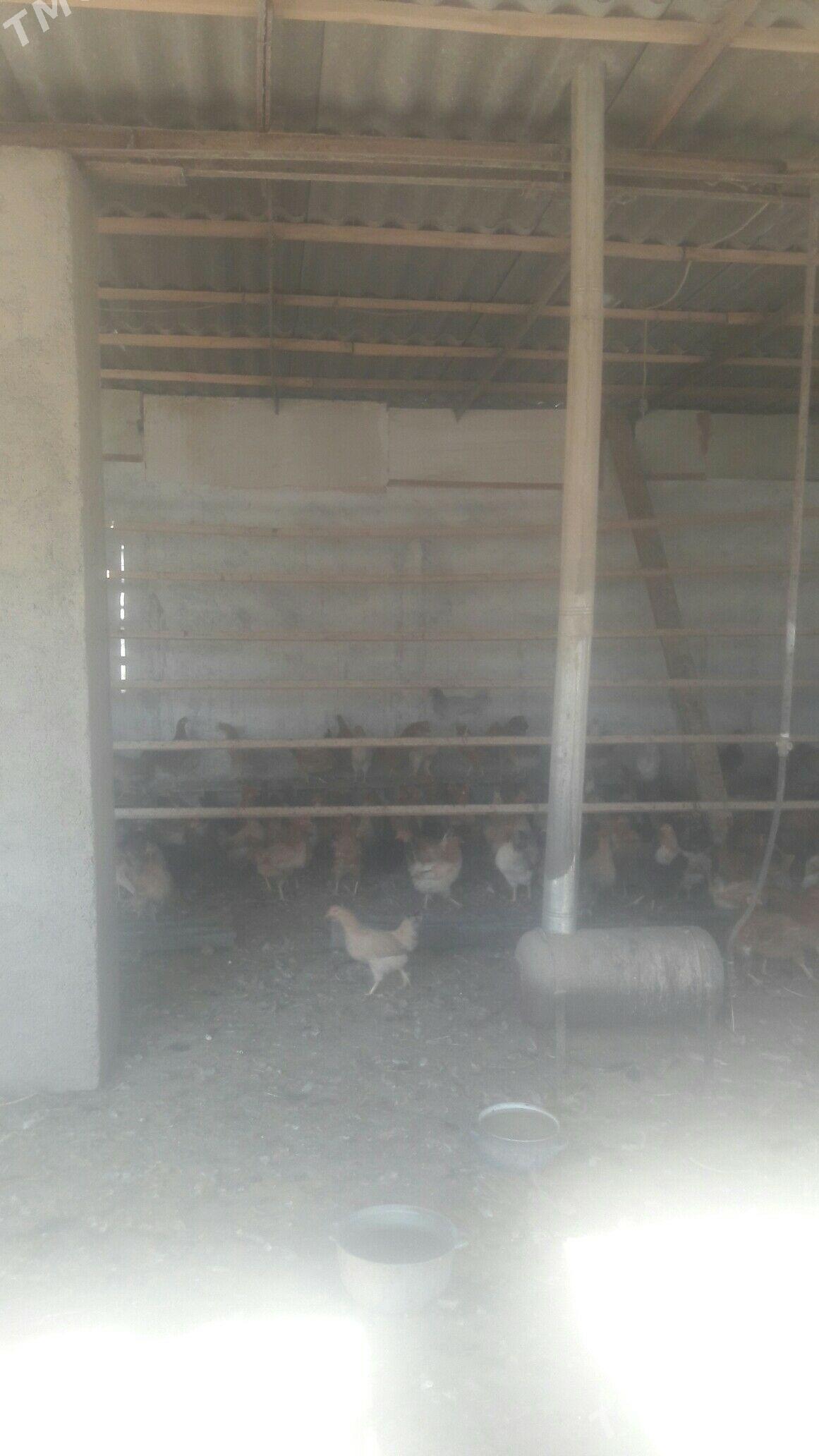 Towuk - Änew - img 1