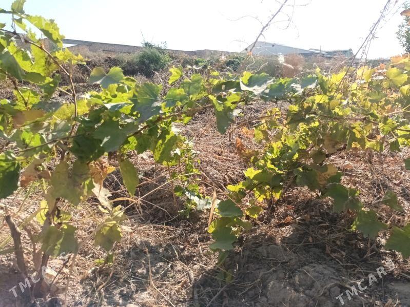 üzüm nahal 2 yyllyk - Кёнеургенч - img 2