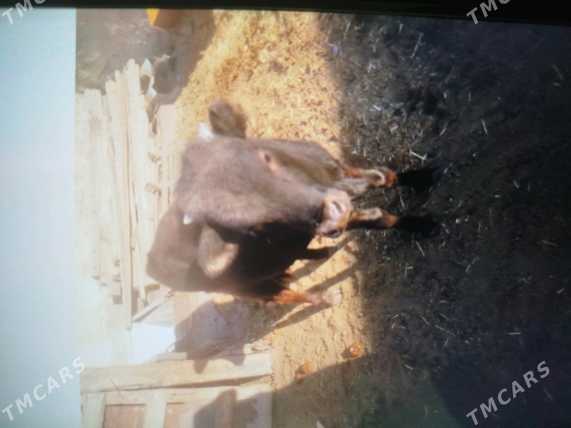 okuzce  okuzce - Берекет - img 2