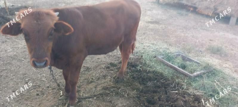 öküzçe - Сакарчага - img 1