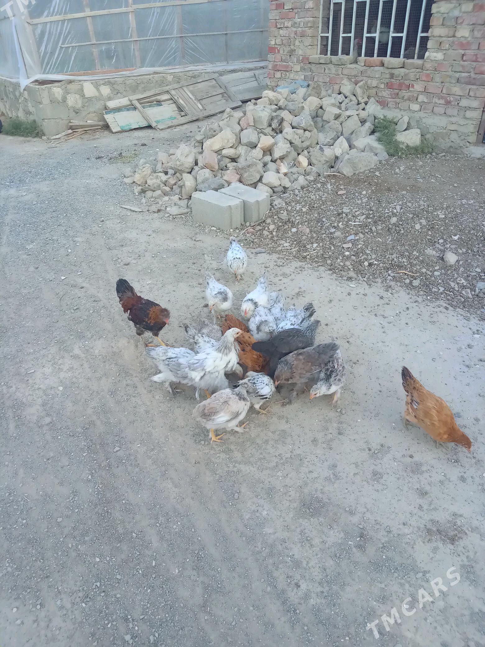 juje - Bereket - img 2