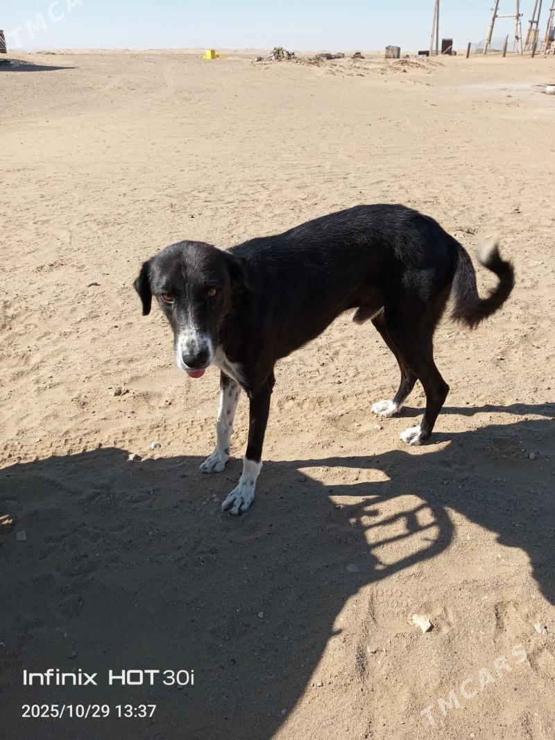 Tazy - Jebel - img 3