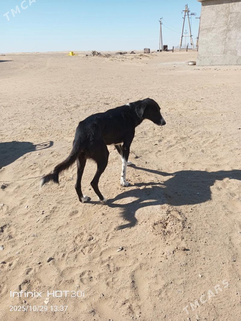 Tazy - Jebel - img 2