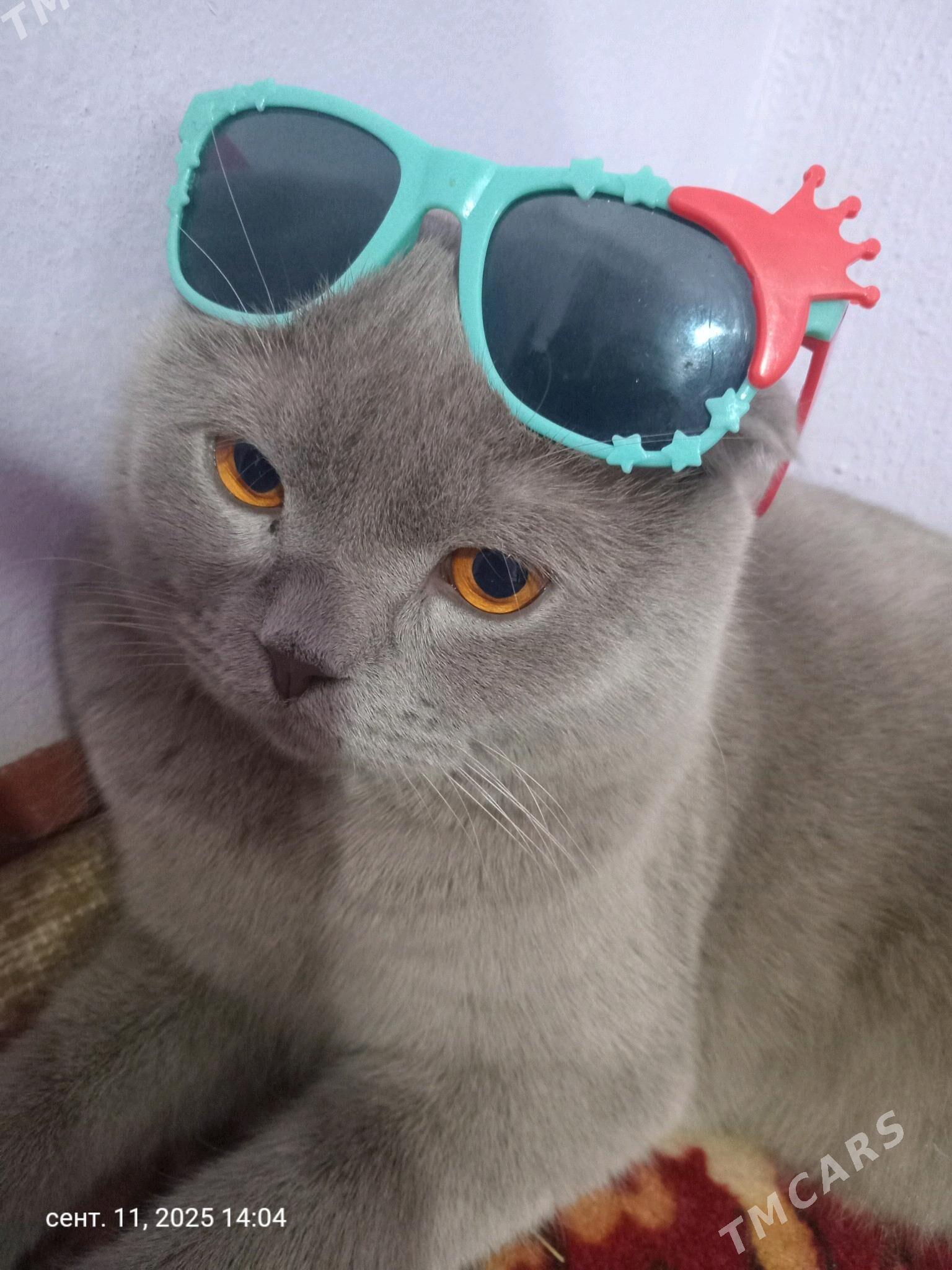 pişik şatlant - Ашхабад - img 2