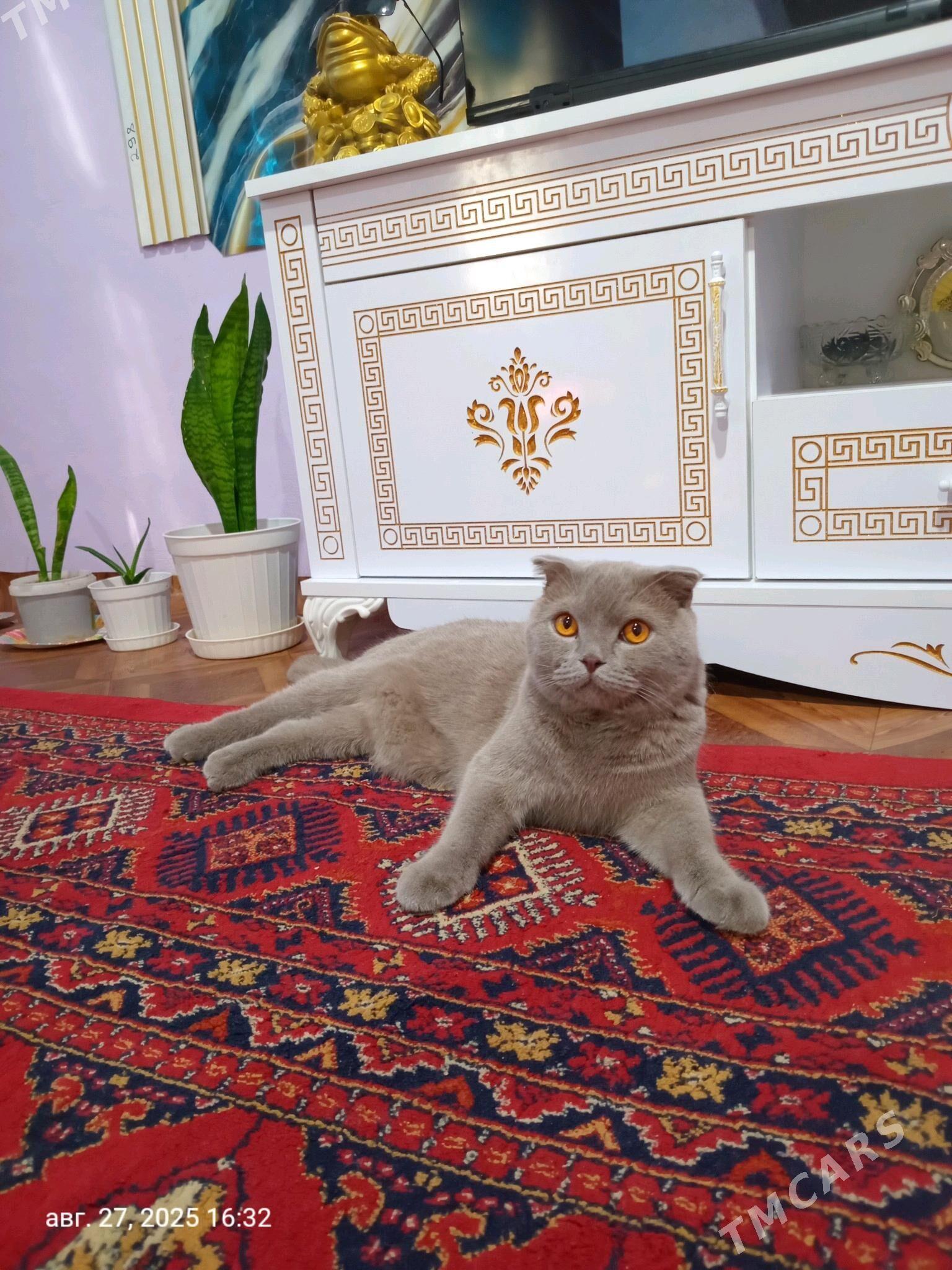 pişik şatlant - Ашхабад - img 3