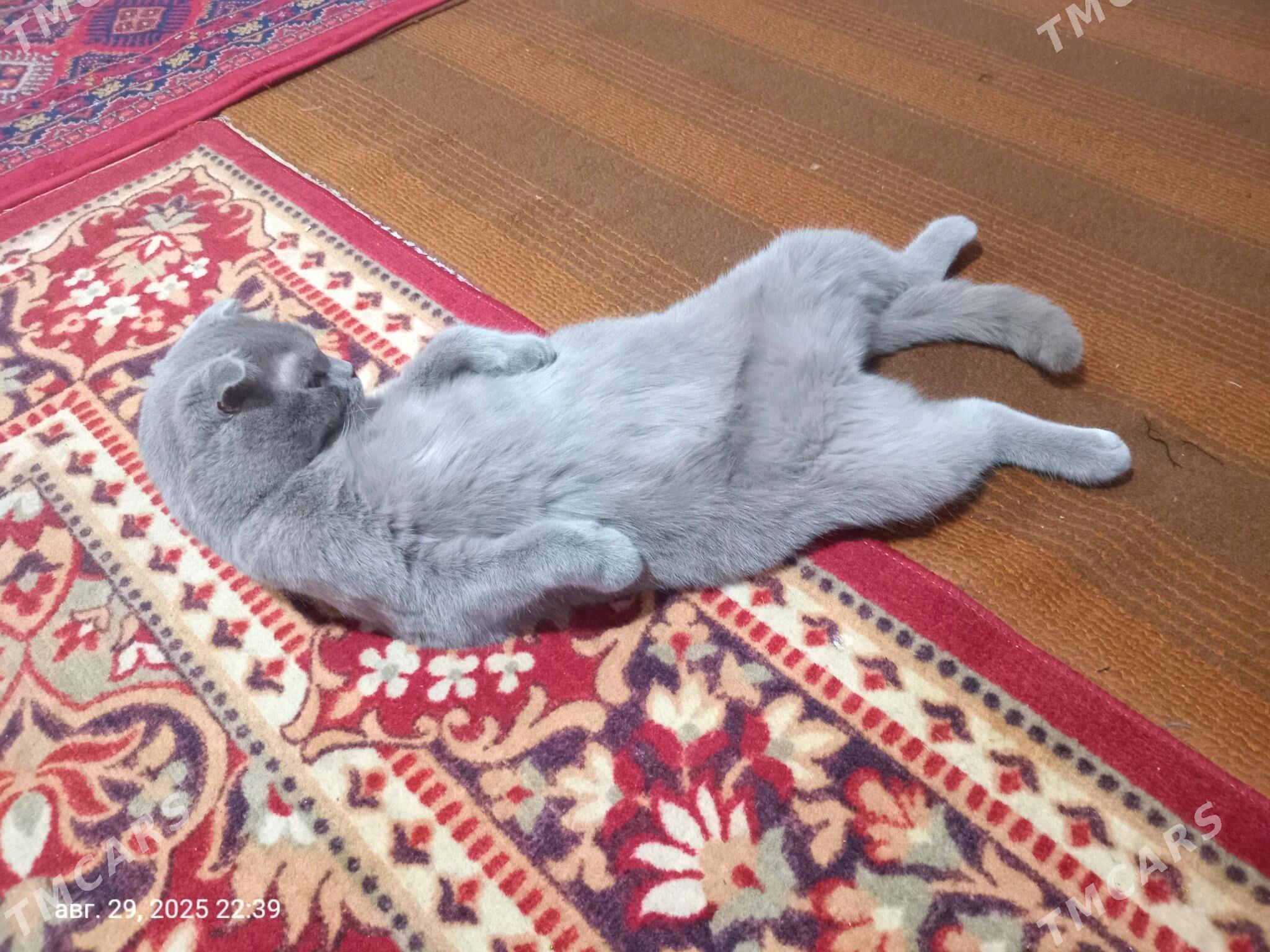 pişik şatlant - Ашхабад - img 4