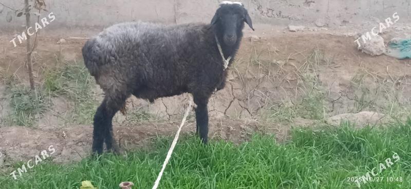 goçgar - Чарджоу - img 2