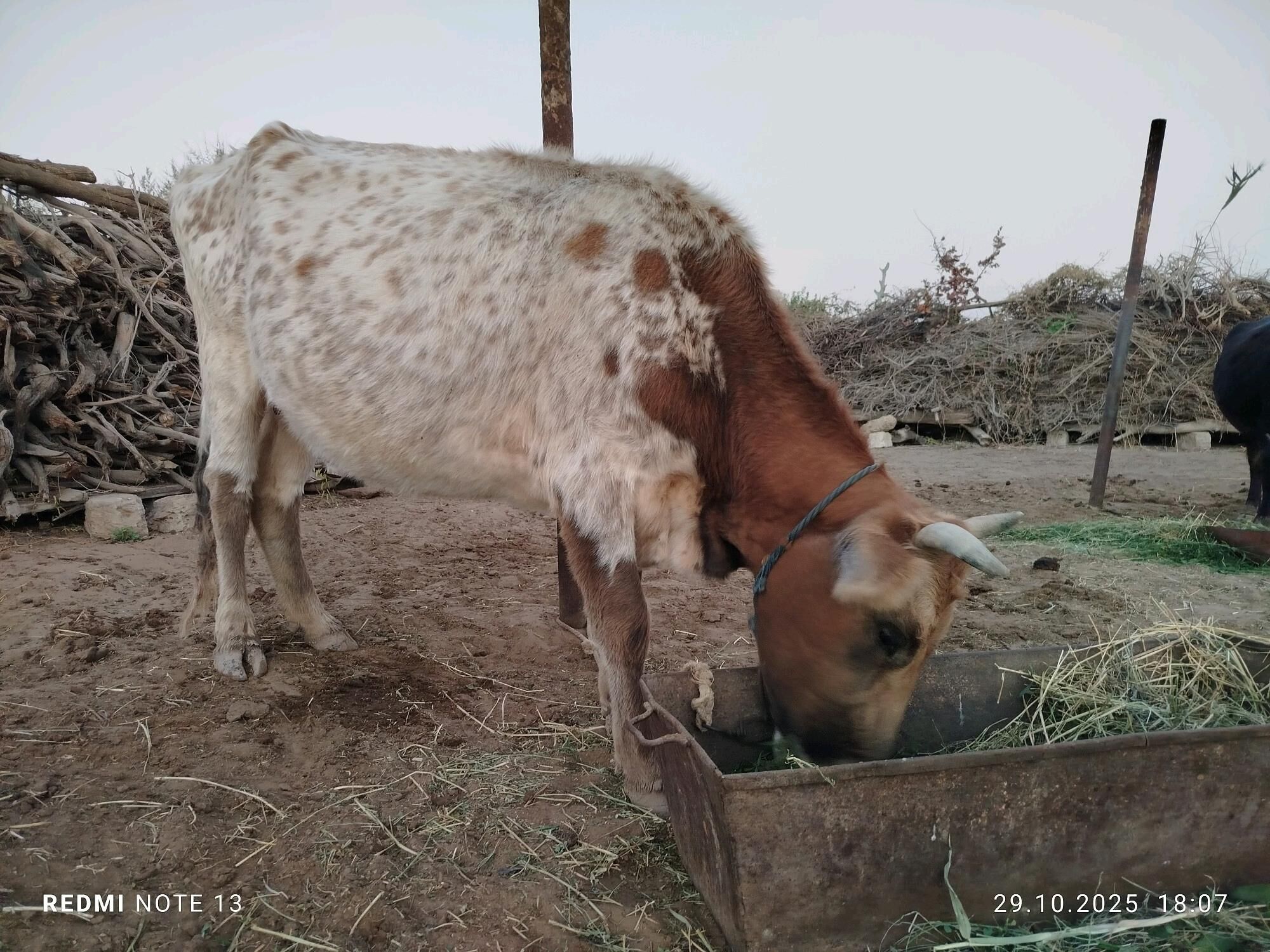 sygyr - Бабадайхан - img 2