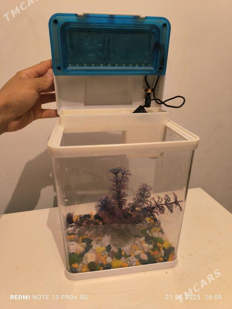 Akwaryum - Ашхабад - img 1