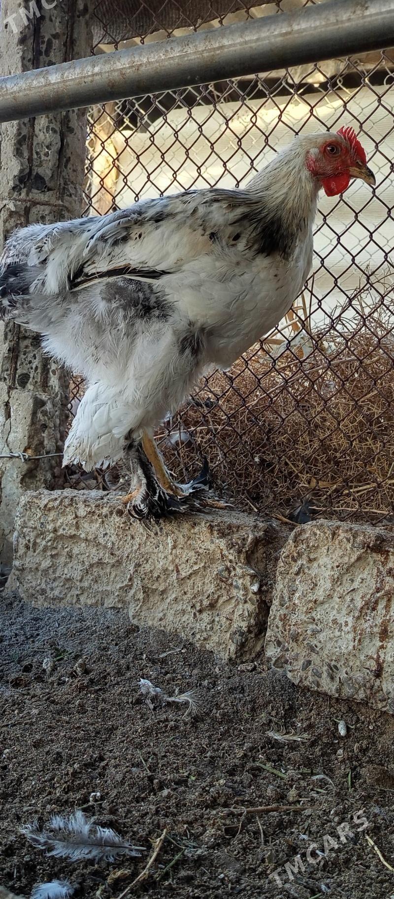 Brama horaz - Gökdepe - img 2