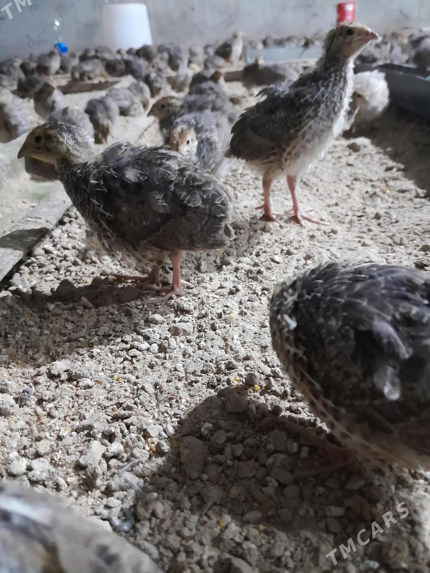 Bedene - Gökdepe - img 3