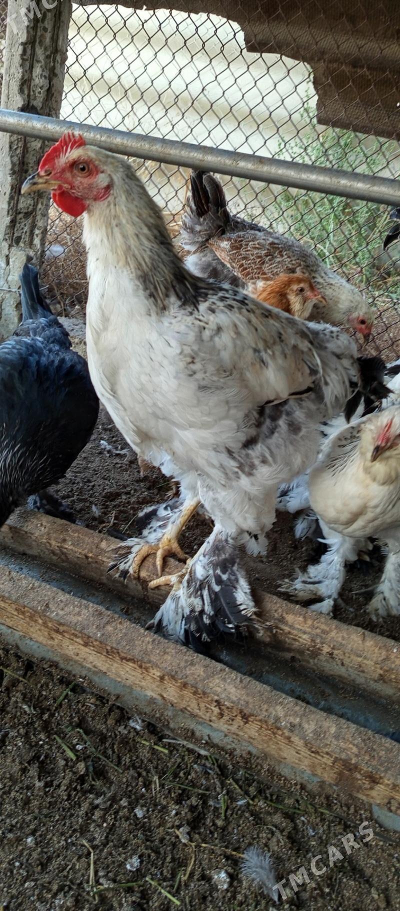 Brama horaz - Gökdepe - img 3