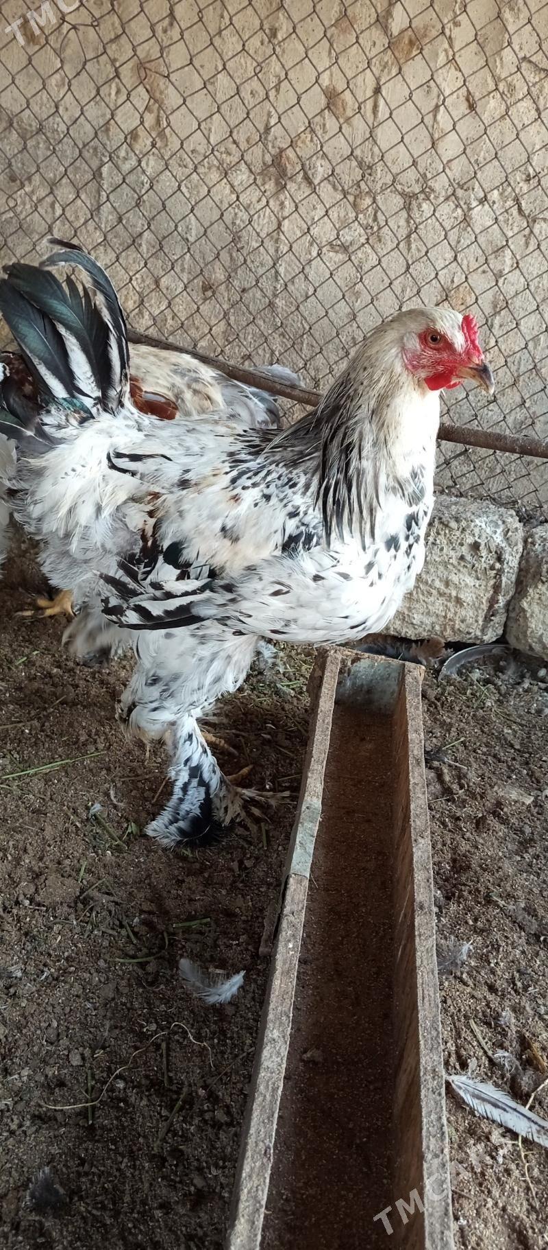 Brama horaz - Gökdepe - img 4