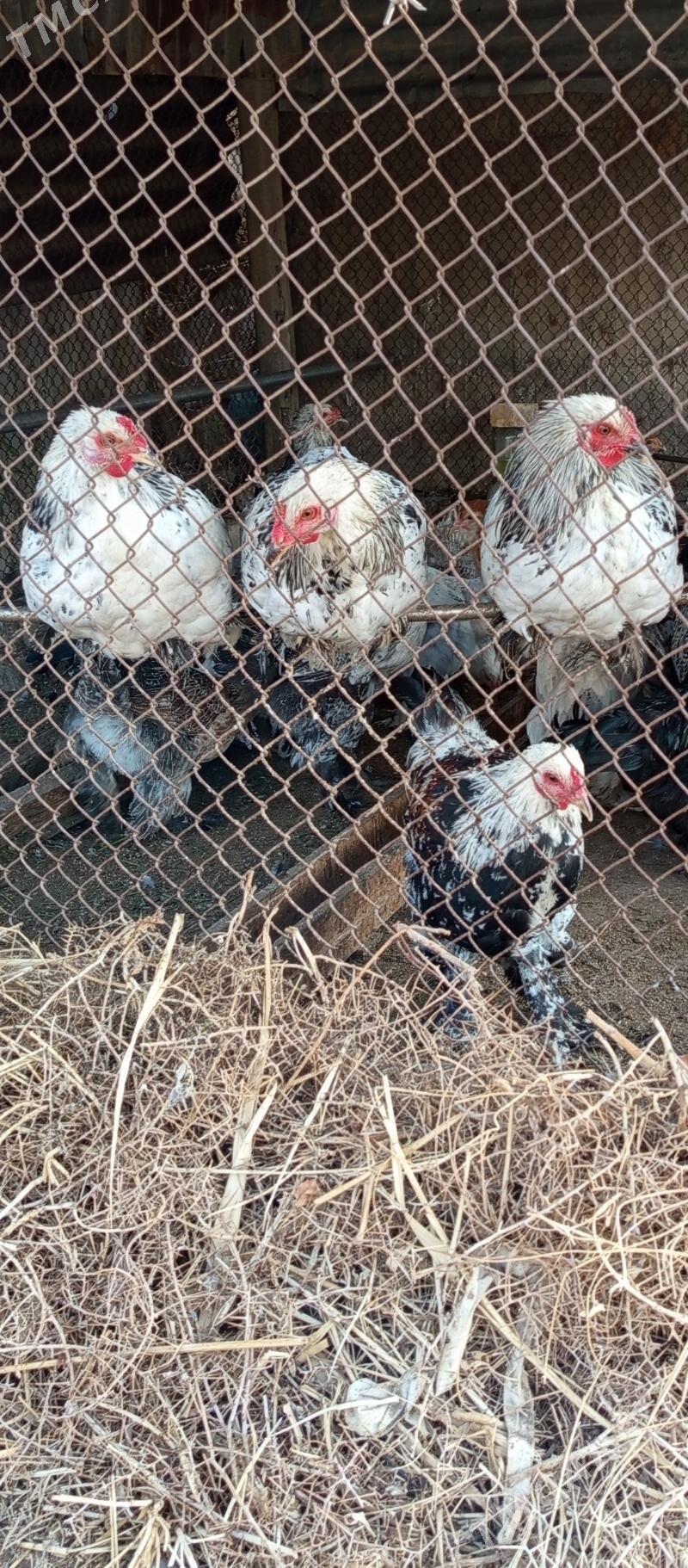 Brama horaz - Gökdepe - img 5