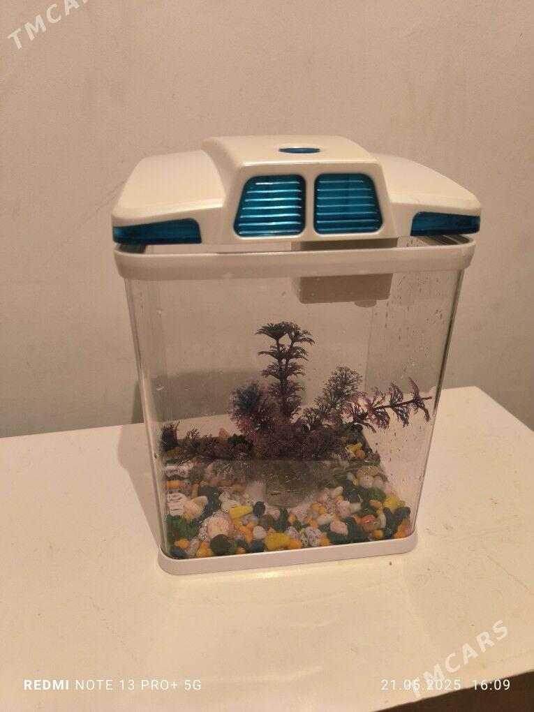 Akwaryum - Aşgabat - img 3