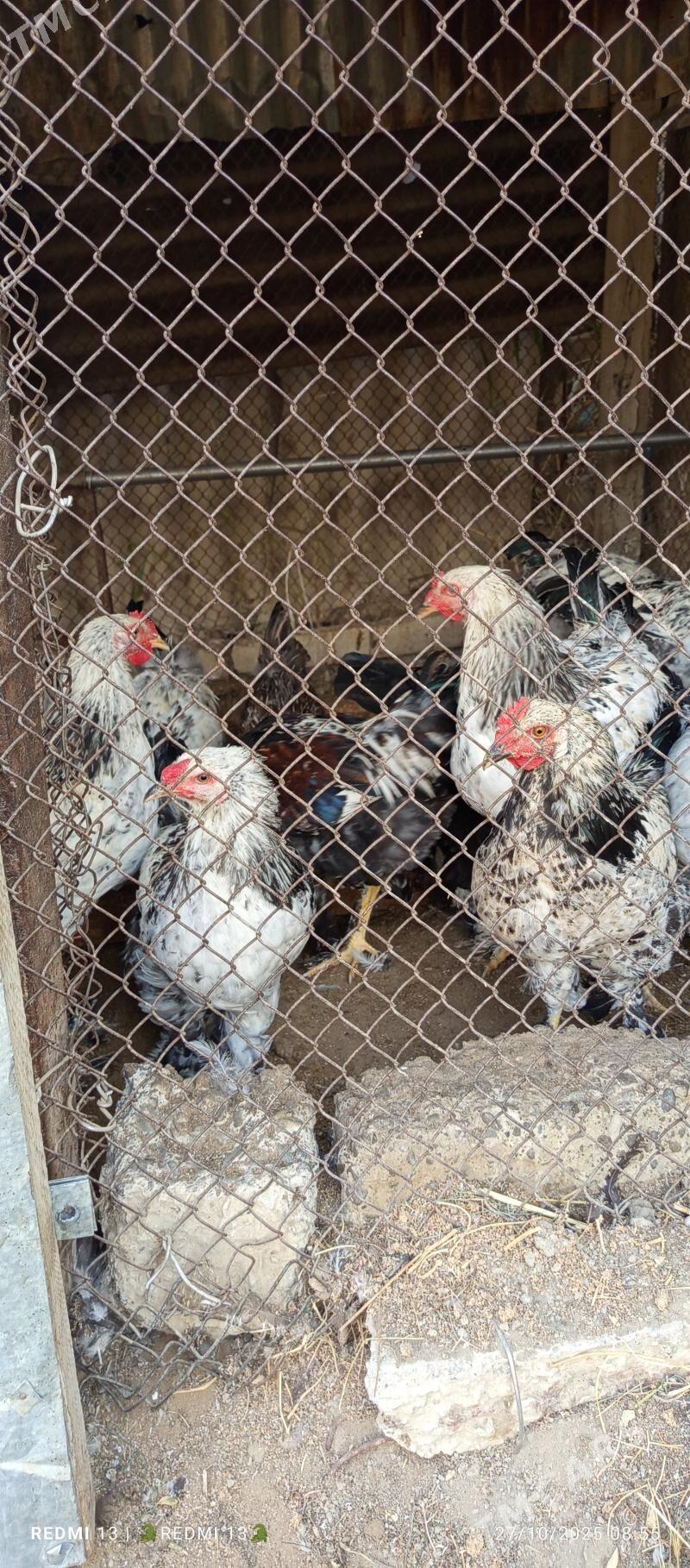 Brama horaz - Gökdepe - img 10