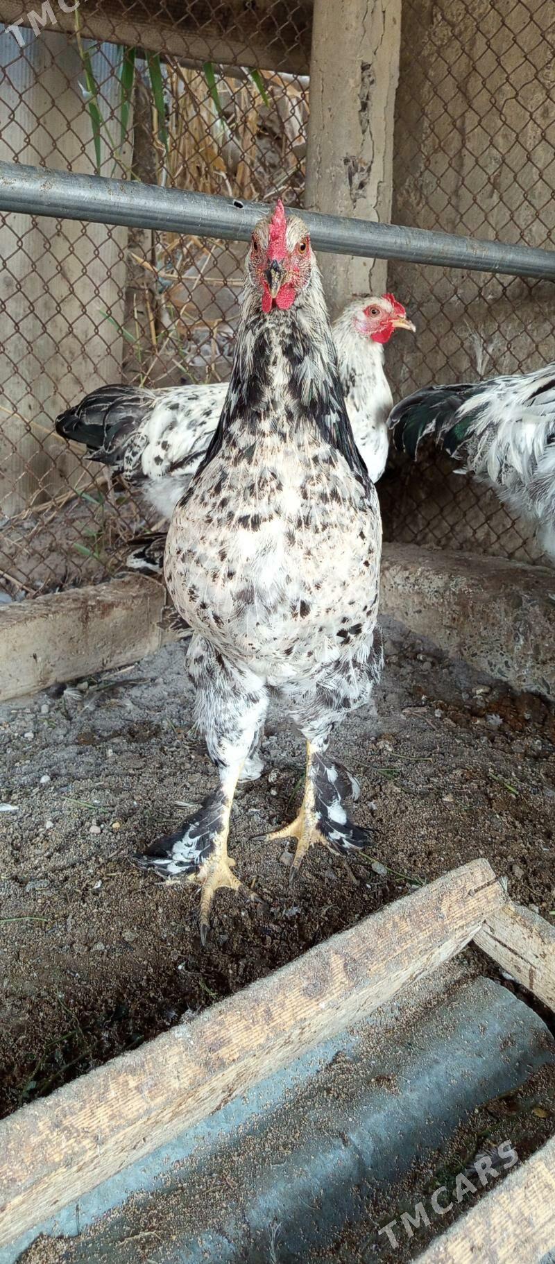 Brama horaz - Gökdepe - img 7