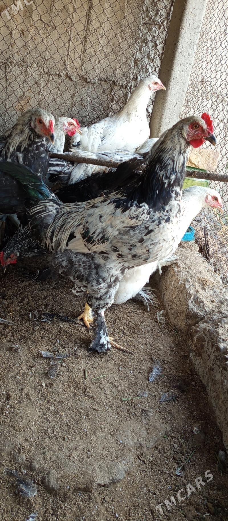 Brama horaz - Gökdepe - img 8