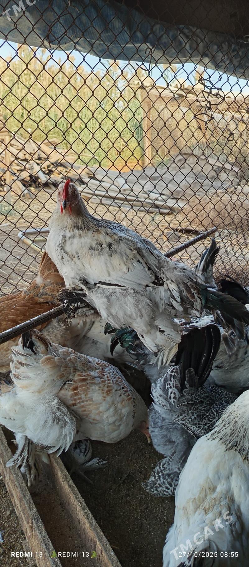 Brama horaz - Gökdepe - img 9