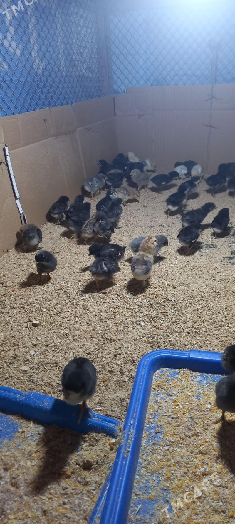 jüje balgar, - Ашхабад - img 2