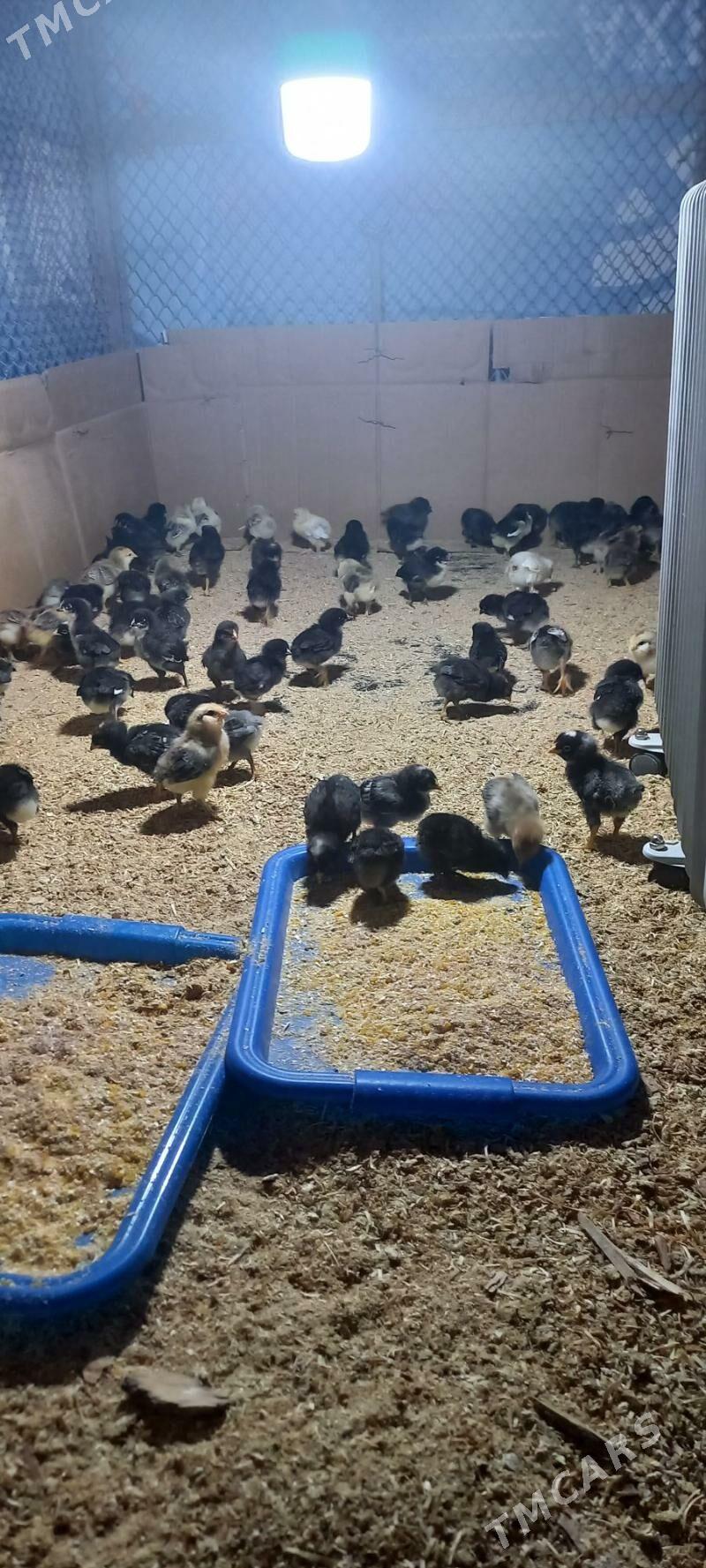 jüje balgar, - Ашхабад - img 3