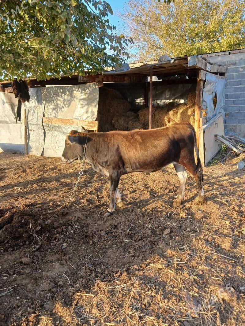 tüwe - Бахарден - img 1