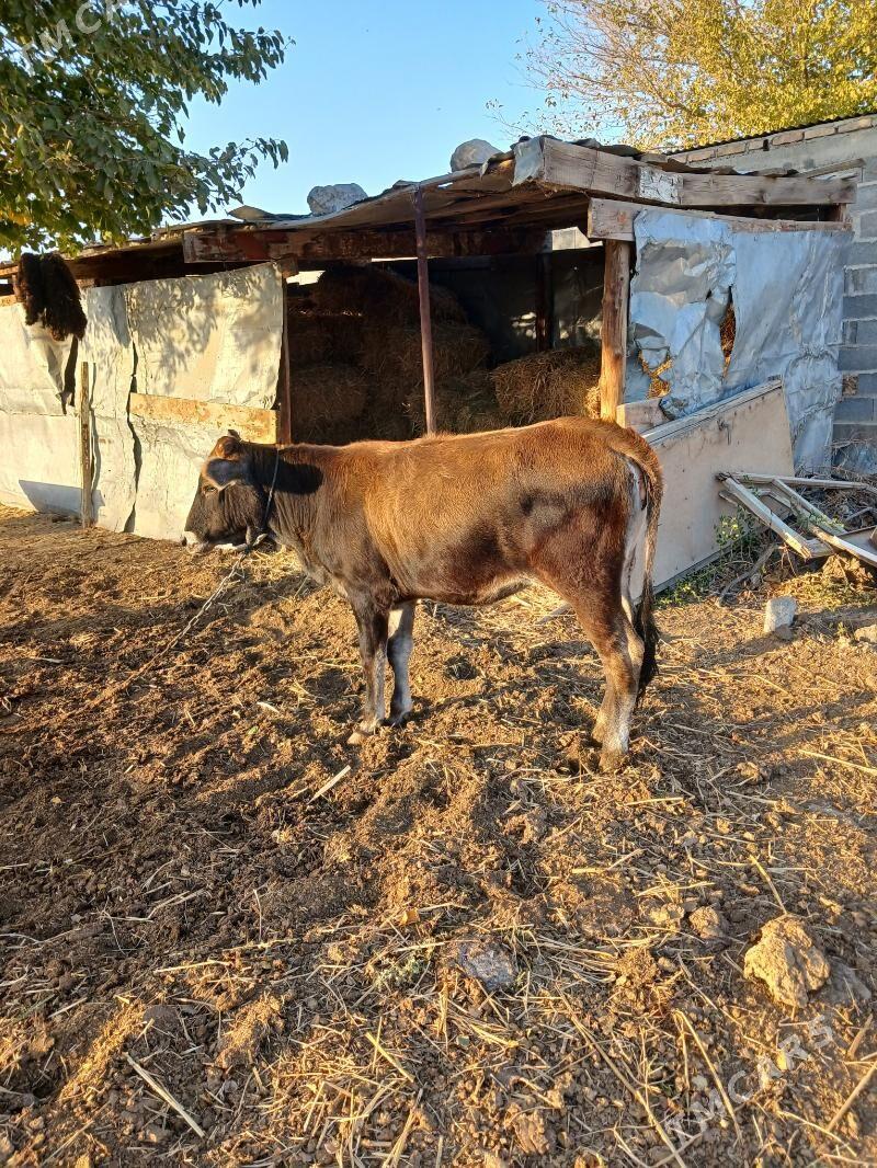 tüwe - Бахарден - img 3