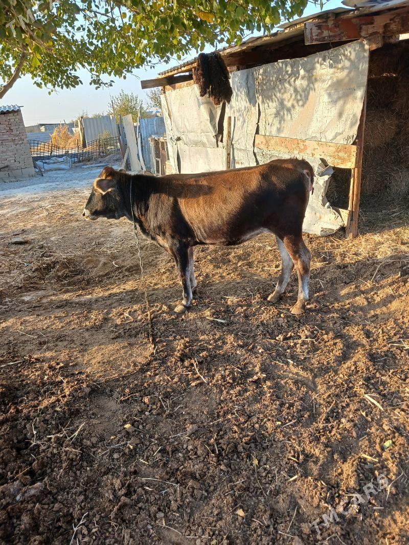 tüwe - Бахарден - img 4