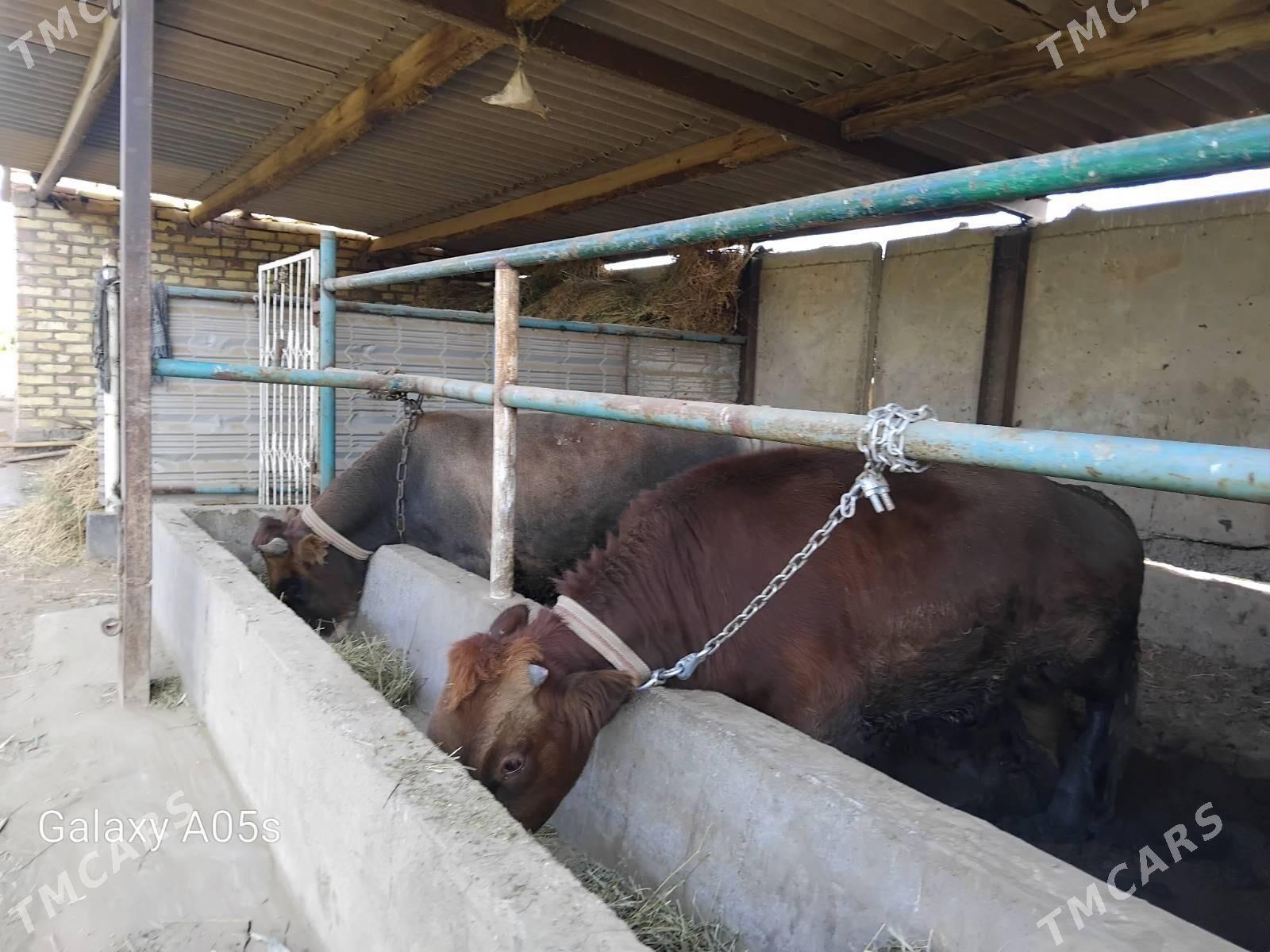 Öküz - Babadaýhan - img 3