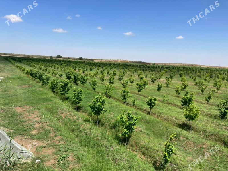 15 гектар - Ашхабад - img 5